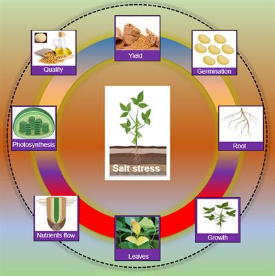 Unfolding molecular switches for salt stress resilience in soybean: recent advances and prospects for salt-tolerant smart plant production